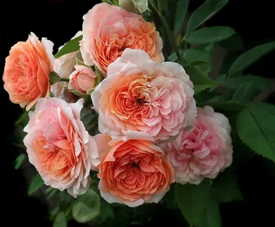 Удивительные картинки роз остина в саду: выберите желаемый формат