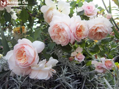 Фото роз остина в саду: набор размеров и форматов для скачивания