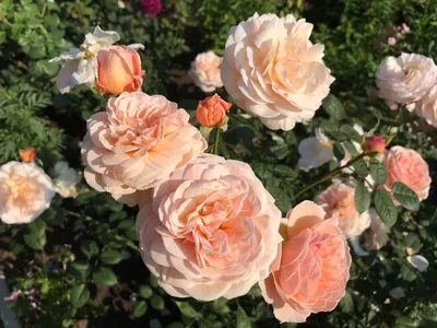 Впечатляющие изображения роз остина в саду: скачивайте в предпочитаемом формате