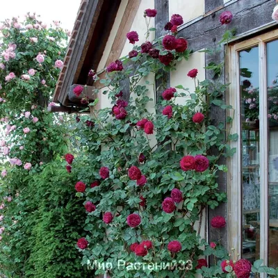 Фотографии роз остина в саду: выбор размера и формата на ваш выбор