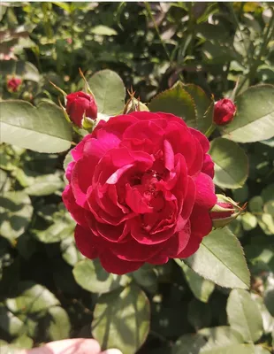Очаровательные картинки роз остина в саду: скачивайте в нужном формате