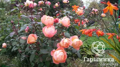 Искусные фото роз остина в саду: доступные размеры и форматы для загрузки
