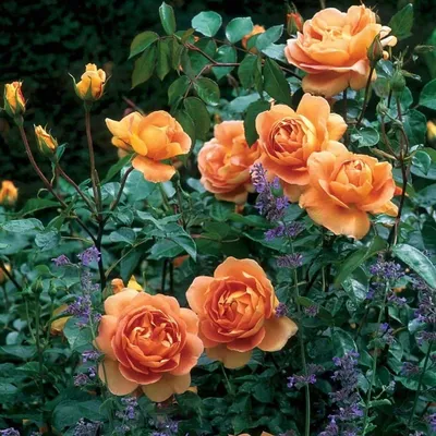 Привлекательные изображения роз остина в саду: выберите формат