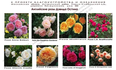 Уникальные розы остина в саду: подберите нужный размер и формат
