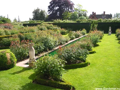Соблазнительные фото роз остина в саду: выберите наиболее подходящий формат