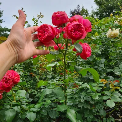Замечательные картинки роз остина в саду: скачивайте в желаемом формате