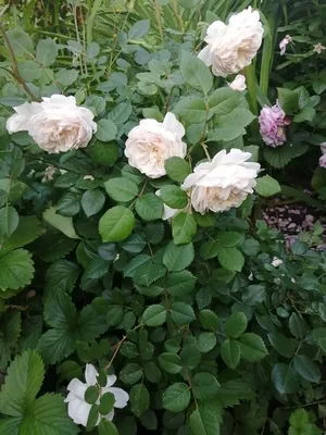 Фото роз остина в саду: выбор размера и формата по предпочтению