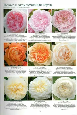 Вдохновляющие изображения роз остина в саду: доступные размеры и форматы