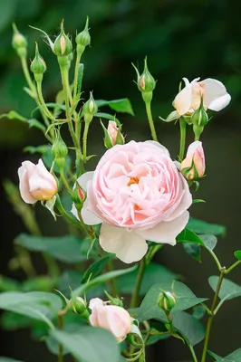 Фотографии роз остина в саду: скачивайте в любимом формате