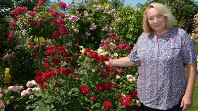 Прекрасные картинки роз остина в саду: выберите удобный вариант формата и размера