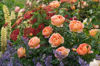 Пленительные картинки роз остина в саду: размеры и форматы на ваш выбор