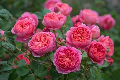 Изысканные картинки роз остина в саду: скачивайте в любимом формате