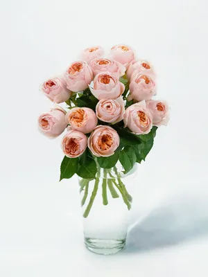 Потрясающая фотография роз остина в формате JPG