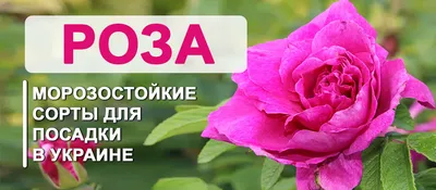 Картинки зимостойких плетистых роз: скачивайте в форматах jpg, png и webp