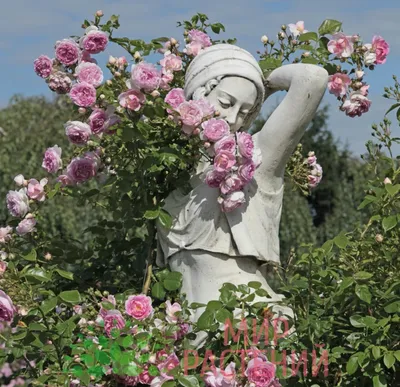 Фотография плетистых зимостойких роз: скачивайте в любом желаемом формате