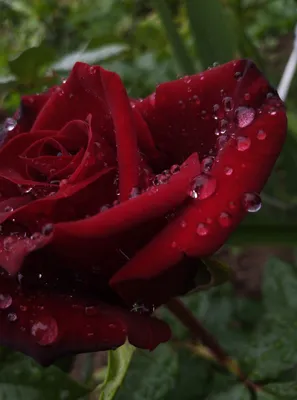 Розы после дождя: фото с высоким разрешением и форматом jpg