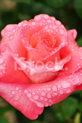 Удивительные розы после дождя: фото в формате png для скачивания
