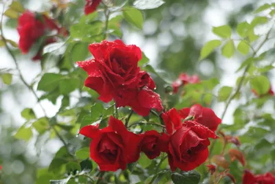 Фото роз после дождя: картинка высокого качества в формате webp