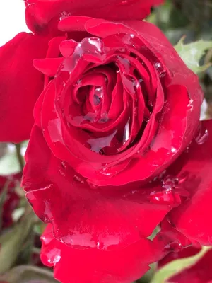 Роскошные розы после дождя: скачайте фотографию в формате jpg