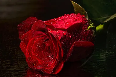 Фотка роз после дождя: выберите размер и формат изображения