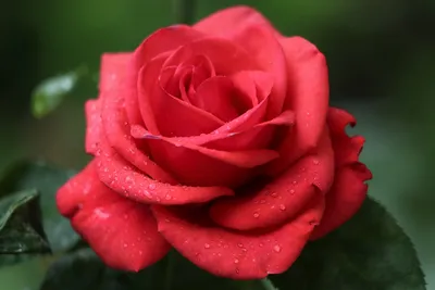 Великолепные розы после дождя: фото в формате png для скачивания