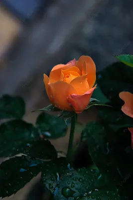 Уникальные розы после дождя: скачайте картинку в формате jpg