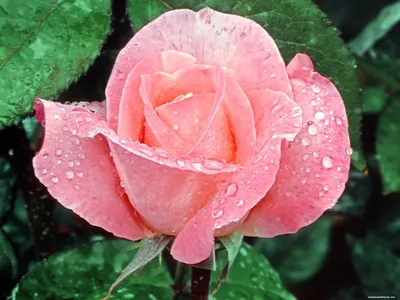 Загадочные розы после дождя: фото для загрузки в png формате