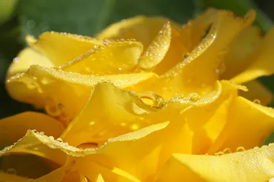 Фотография роз после дождя: выберите желаемый формат и размер фото