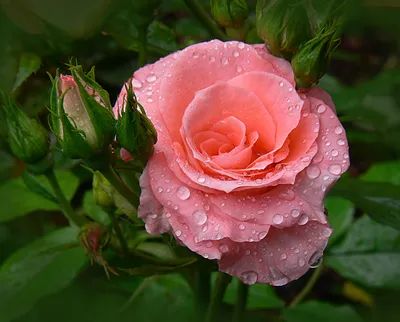 Бесподобные розы после дождя: картинка высокого качества в формате webp