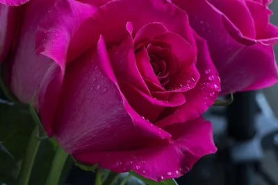 Фотография роз после дождя: выберите размер изображения и формат webp
