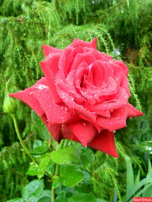 Розы после дождя: скачайте фотографию в формате jpg