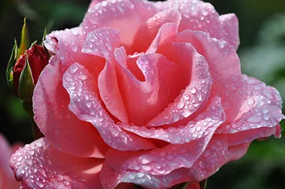 Интересные розы после дождя: фото в формате png для скачивания