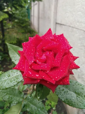 Фотка роз после дождя: изображение высокого разрешения и формата webp