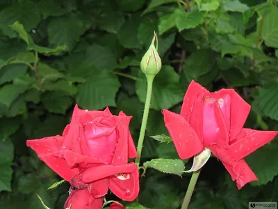 Прекрасные розы после дождя: скачайте картинку в формате jpg