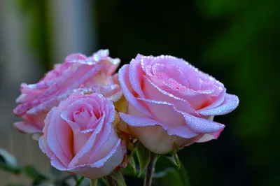 Фотография роз после дождя: фото для загрузки в png формате