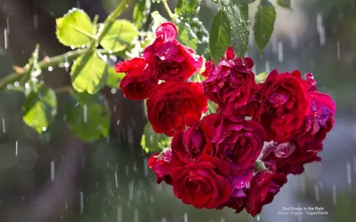 Очаровательные розы после дождя: выберите желаемый формат и размер фото