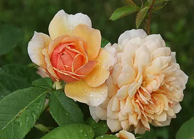 Завораживающие розы после дождя: скачайте фотографию в формате jpg