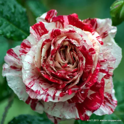 Фото роз после дождя: выберите размер и формат изображения