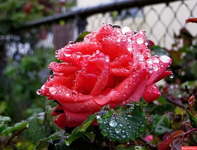 Удивительные розы после дождя: фото в формате png для скачивания