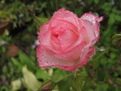Фотка роз после дождя: изображение высокого разрешения и формата webp