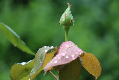 Восхитительные розы после дождя: скачайте картинку в формате jpg