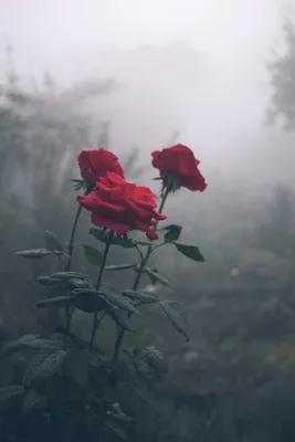 Сногсшибательные розы после дождя: выберите желаемый формат и размер фото