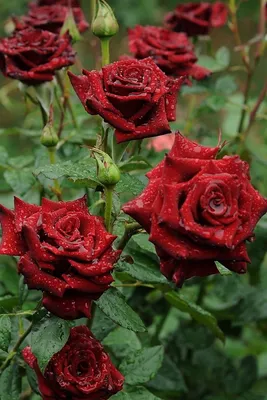 Фото роз после дождя: картинка высокого качества в формате webp