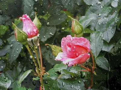Уникальные розы после дождя: скачайте фотографию в формате jpg