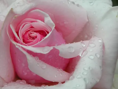 Розы, сияющие после дождя: скачайте картинку в формате jpg