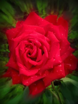Богатые розы после дождя: скачайте картинку в формате jpg
