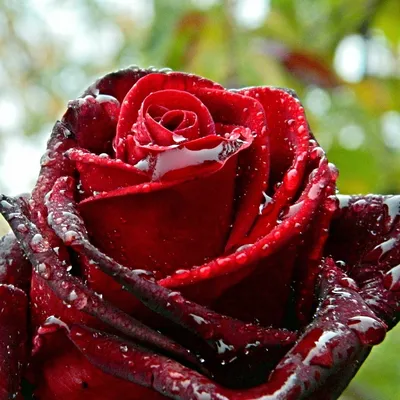 Прекрасные розы после дождя: фото для загрузки в png формате