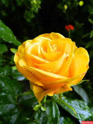 Изображение роз после дождя: выберите желаемый формат и размер фото