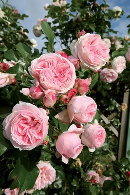 Впечатляющие фотографии роз рамблеров в различных форматах