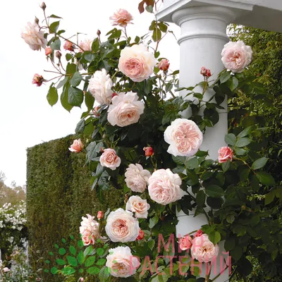 Уникальные снимки роз рамблеров: фото, которые нельзя пропустить
